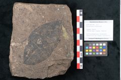 Foto (Objekt + Etikett) von Ficus tenuinervis Ettingshausen (NHMW-GEO-2024-0188-7984)